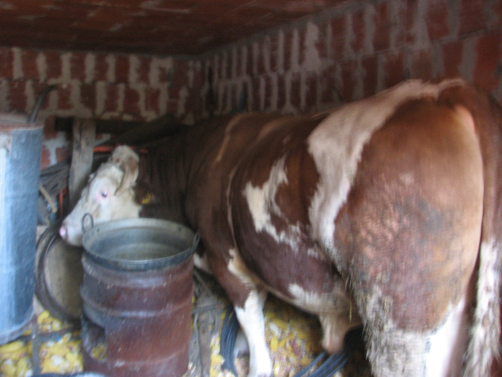 Boško, težak 600 kilograma, ubio Milana i teško ranio Dragana