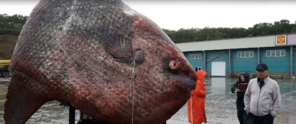 Rusi upecali pravu morsku neman! (VIDEO)