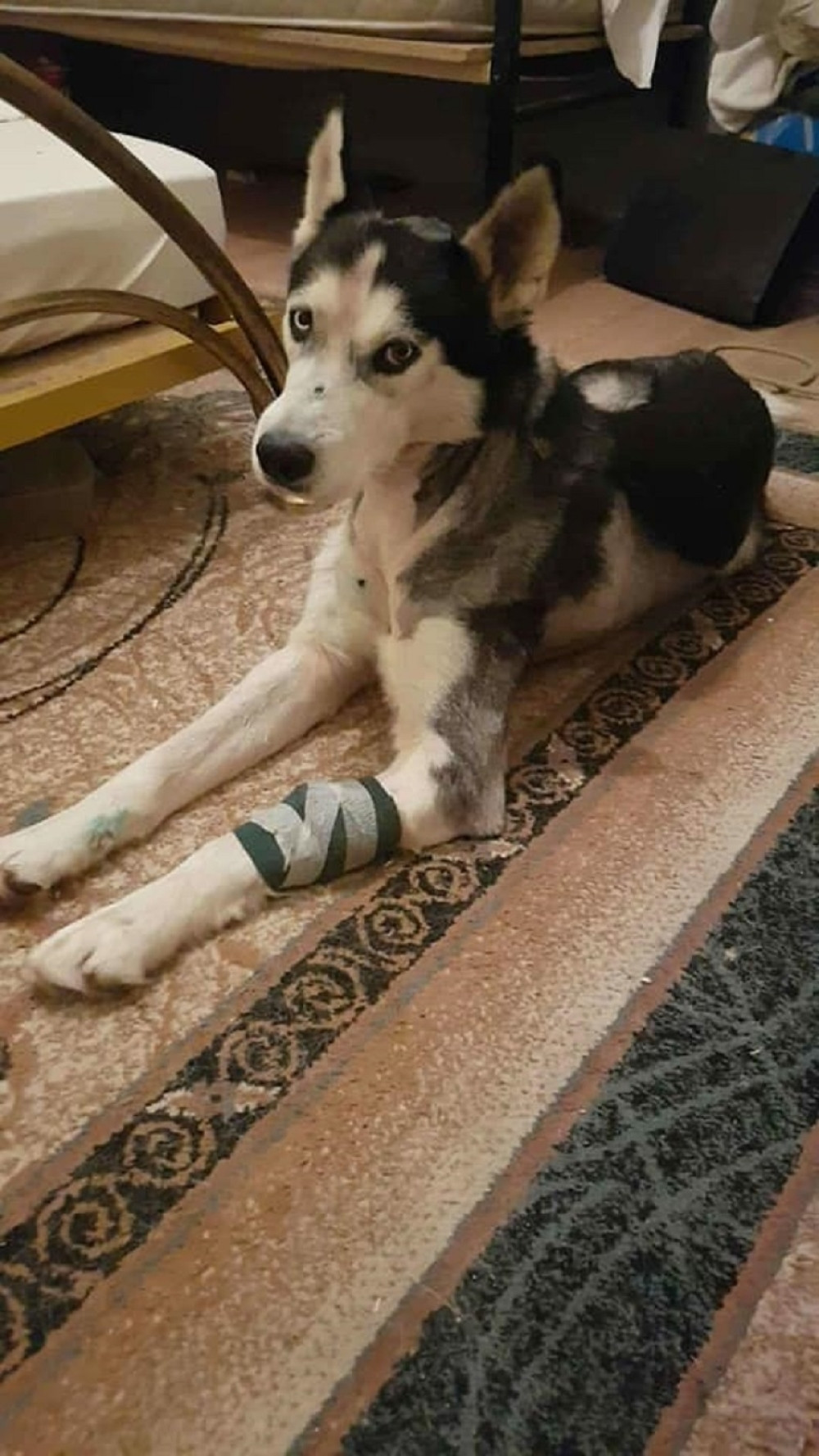 Haski preživeo dva metka i mučenje!