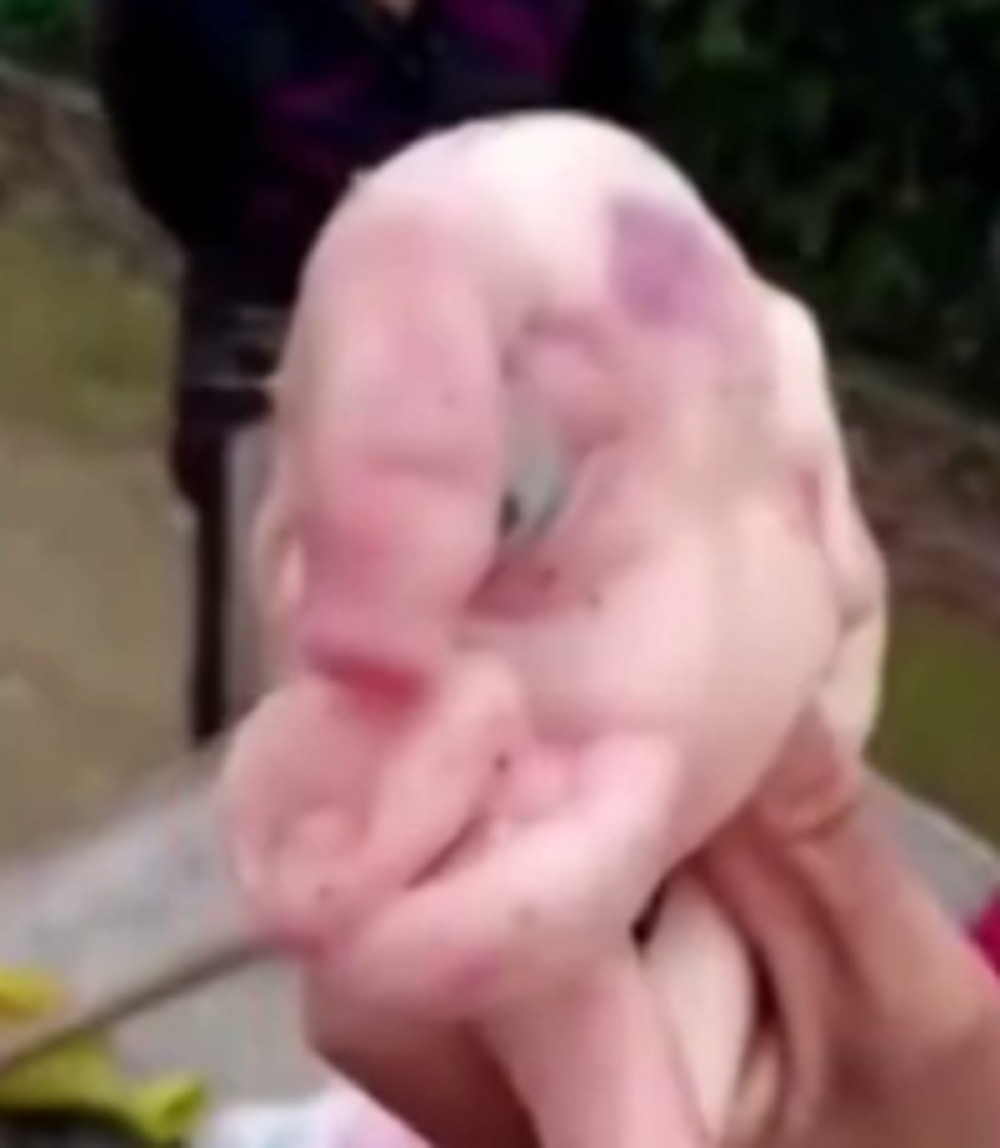 Rođeno prase s jednim okom i penisom na glavi (VIDEO)