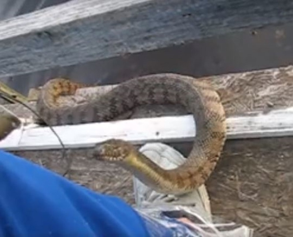 Lora pronađena sa pitonom dugim 2 metra oko vrata! Nesrećnu devojku sačekalo 140 zmija!