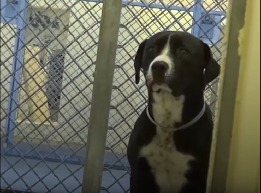 Pas shvatio da napušta azil i poludeo od sreće!