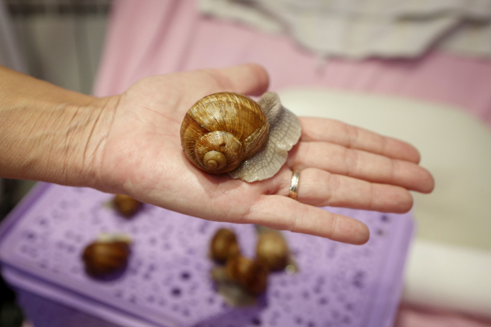 Legalan posao koji donosi ozbiljne pare a tiče se PUŽEVA!