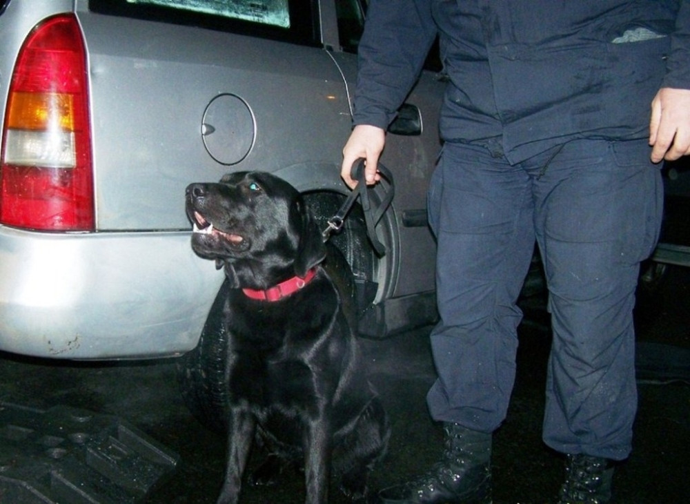 Labrador Džeks otkriva drogu u Srbiji!