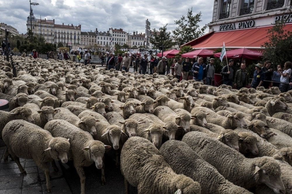 Stotine ovaca na trgu u Lionu