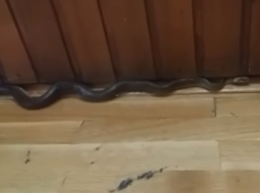 Zmija od nekoliko metara dočekala đake u školi! (VIDEO)