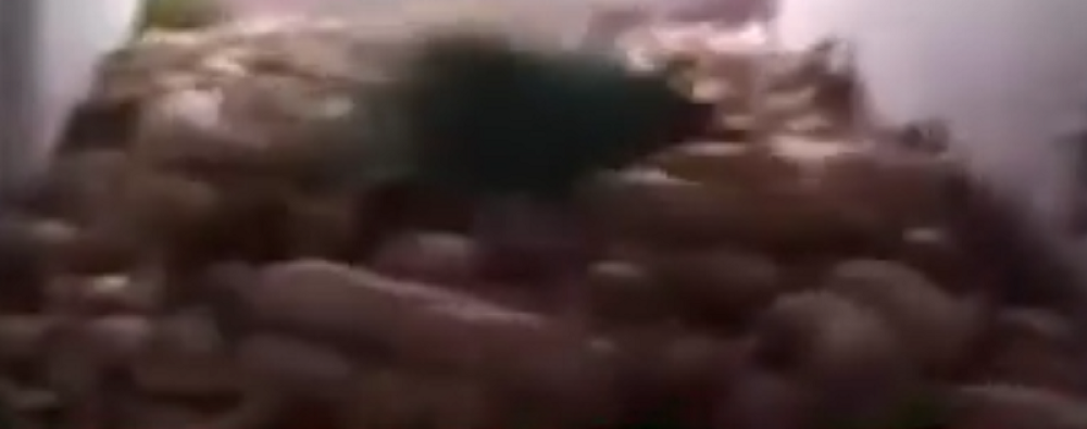 Debeli farmer stomakom pobio prasiće (VIDEO)