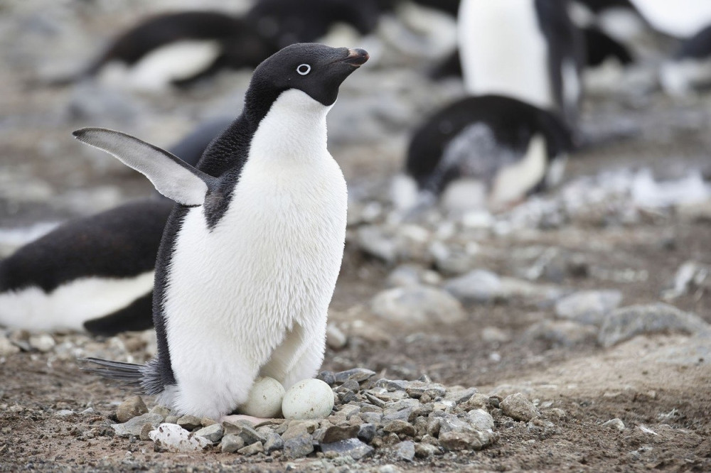 Kolonija od milion i po pingvina živi na neočekivanom mestu!