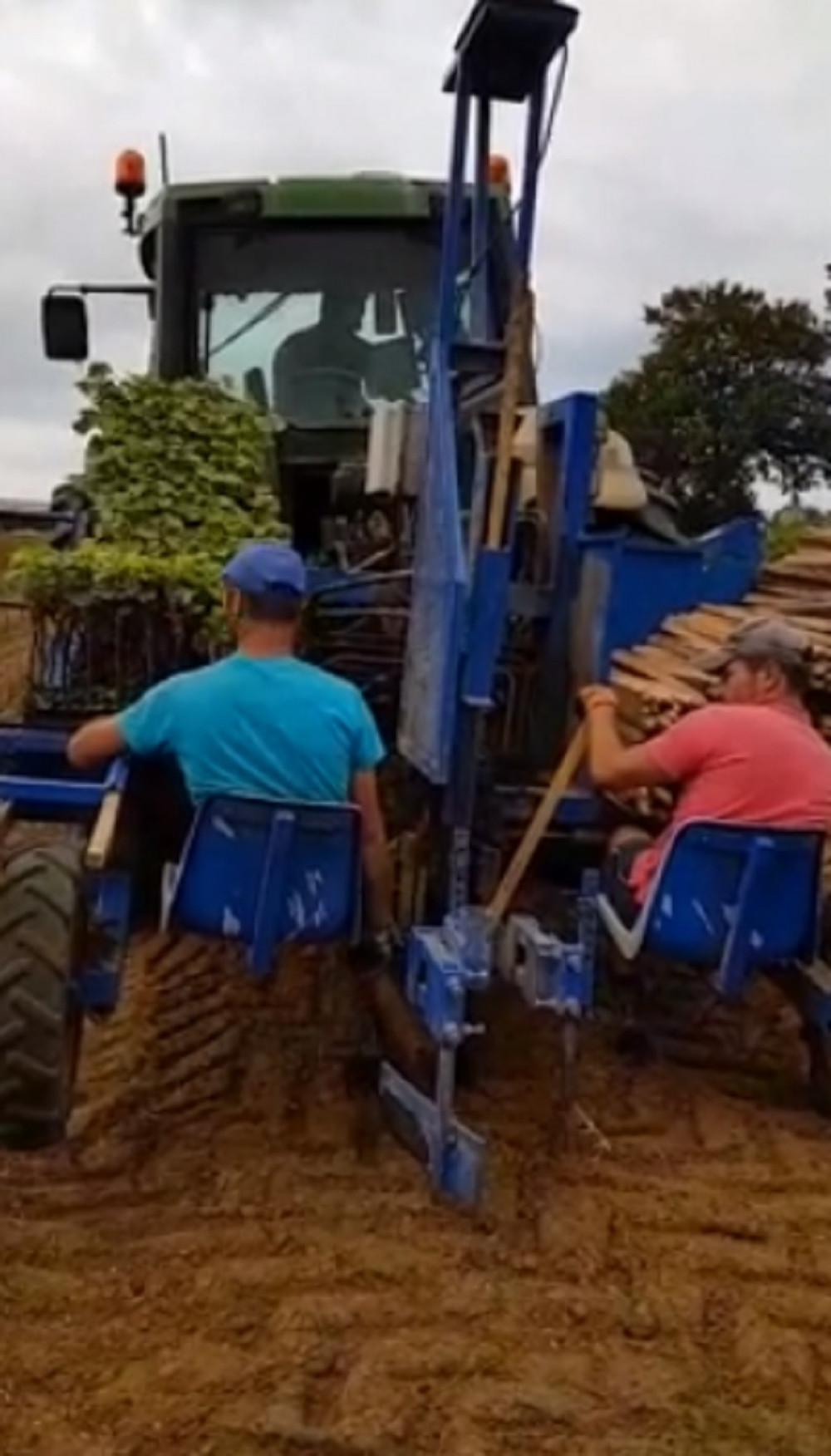 Mrzelo ih da sade vinograd, pa se dosetili! (VIDEO)