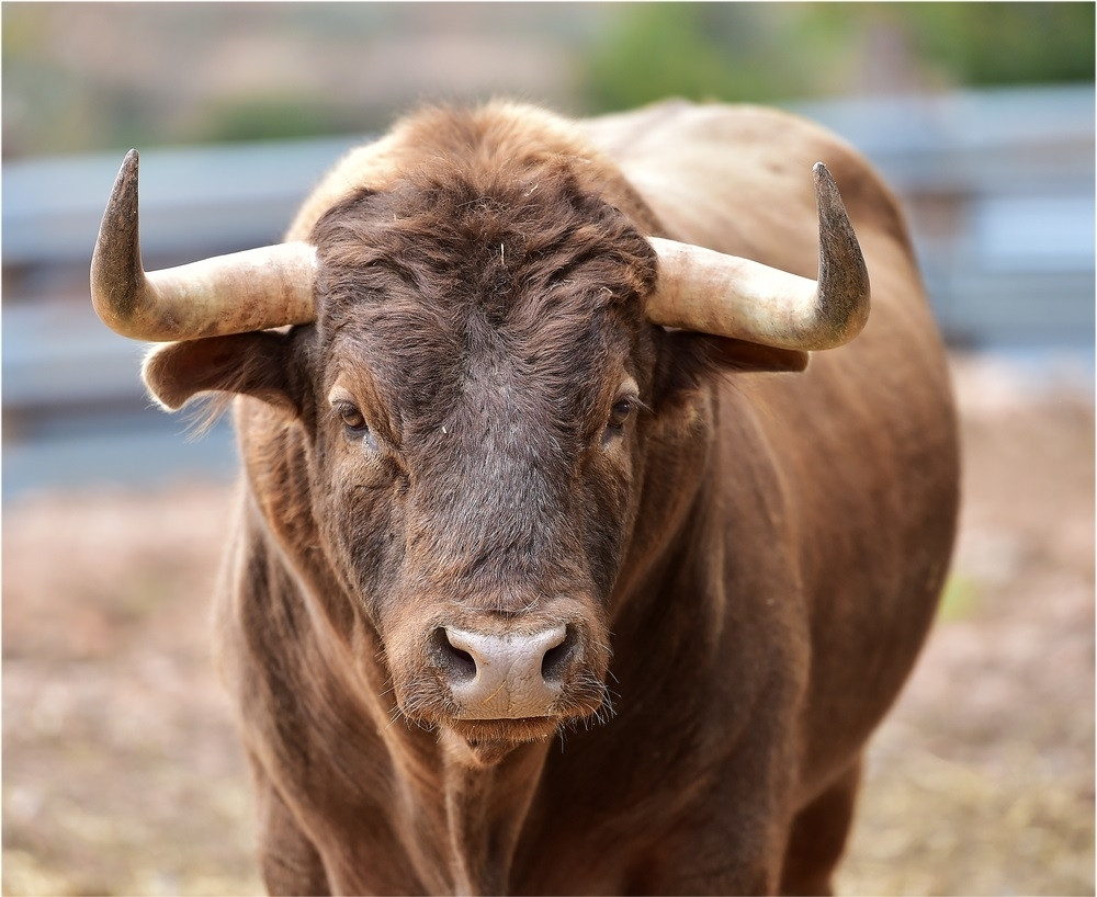 Tri puta pobegao od noža, a sad su uključili i dron sa IC zracima da ga nađu!