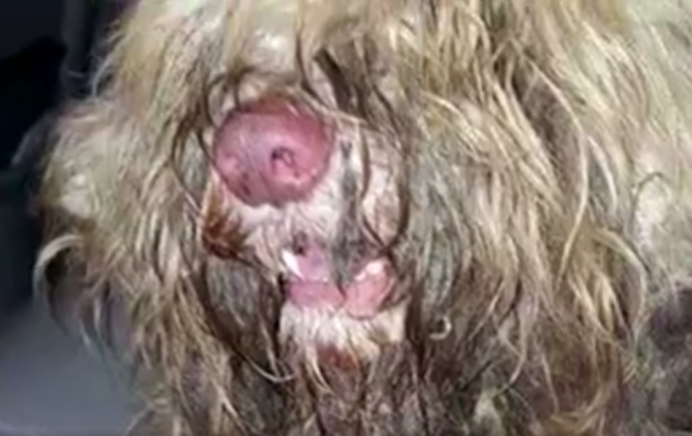 Bio zapušten i bolestan, ali ona je od njega napravila šmekera (FOTO+VIDEO)