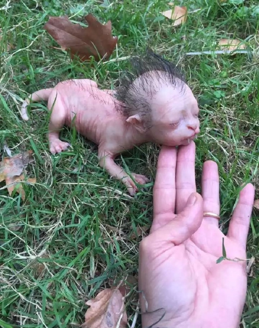 Ceo svet priča o mački sa ljudskim likom