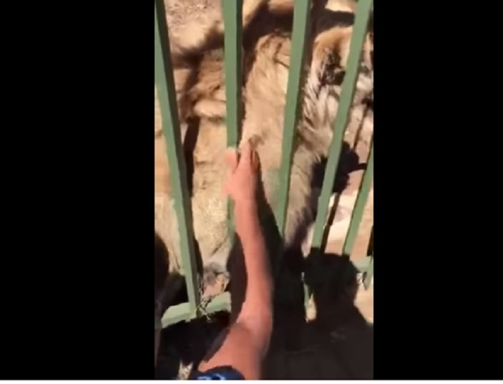 Napao ga lav jedva mu spasli ruku (UZNEMIRUJUĆI VIDEO)