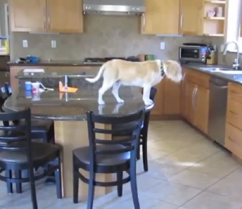 Ovaj pas učiniće sve da se domogne hrane (VIDEO)