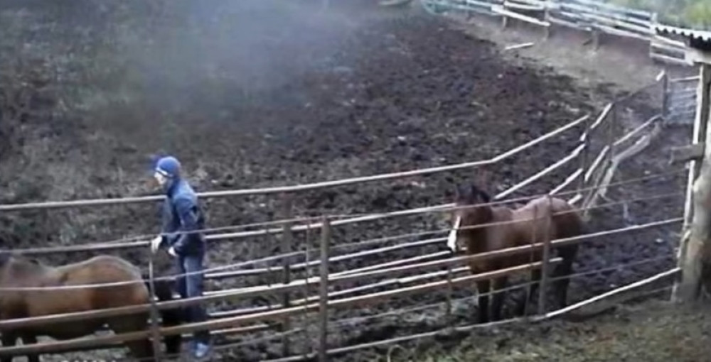 Monstrum SILOVAO KOBILU, a od njegovih reči nakon toga, diže se kosa na glavi