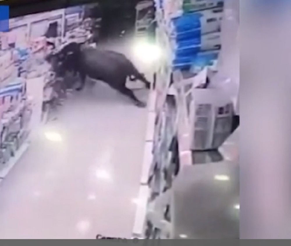 Bik nasrnuo na trudnicu, a onda je usledilo ovo!