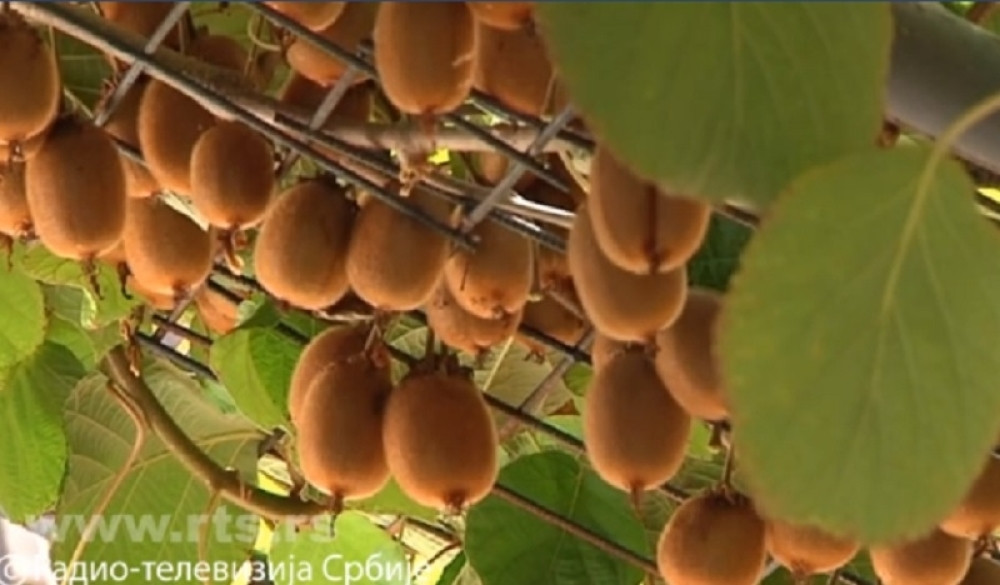 Rodio kivi u Banatskom Karlovcu!