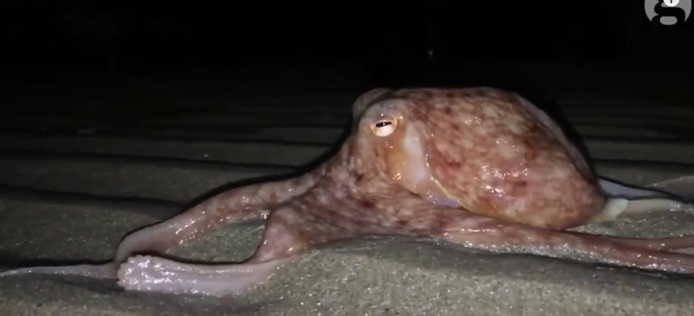 Hobotnice počele da izlaze na obalu, naučnici zabrinuti