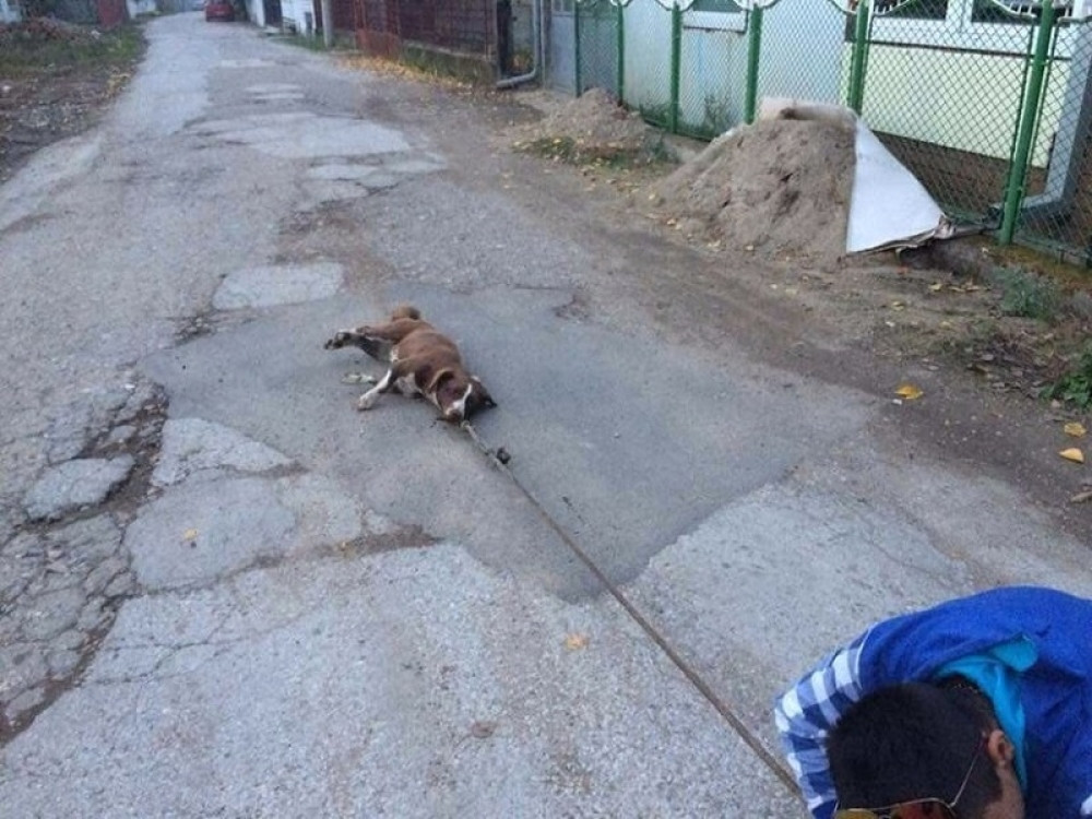 Dečak koji je na stravičan način zlostavljao psa ima poduži dosije!