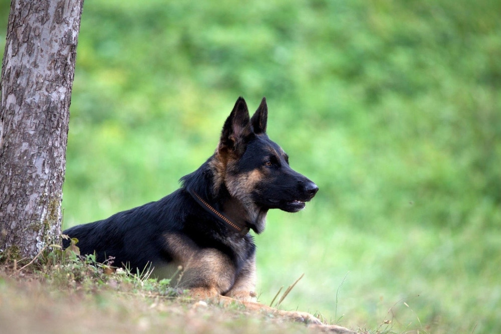 Ako ste sanjali da ZAVIJA, odmah posetite lekara! Sva narodna verovanja vezana za snove o PSIMA!