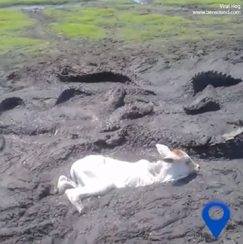 Tele ležalo u blatu sa aligatorima, a onda se desilo ovo!