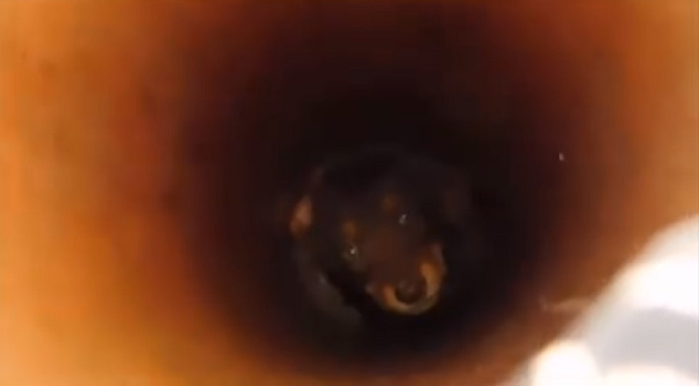 Štene zarobljeno u cevi kod Prokopa