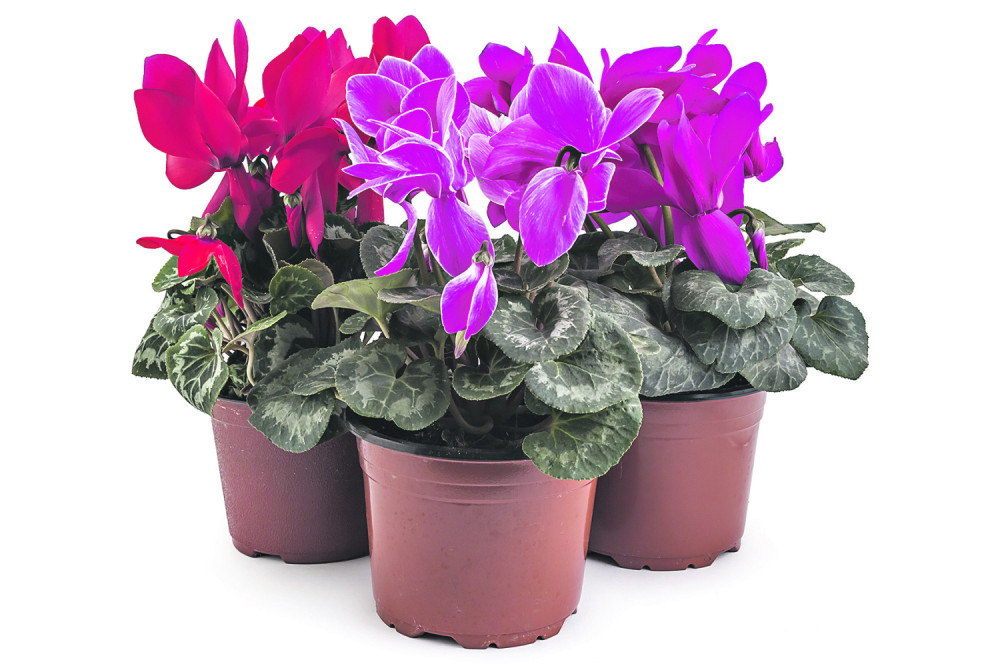 Uradite ovo i cveće će vam rasti kao ludo!