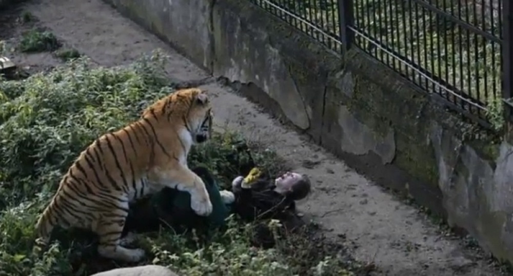 Deca gledala kako tigar ujeda čuvara!