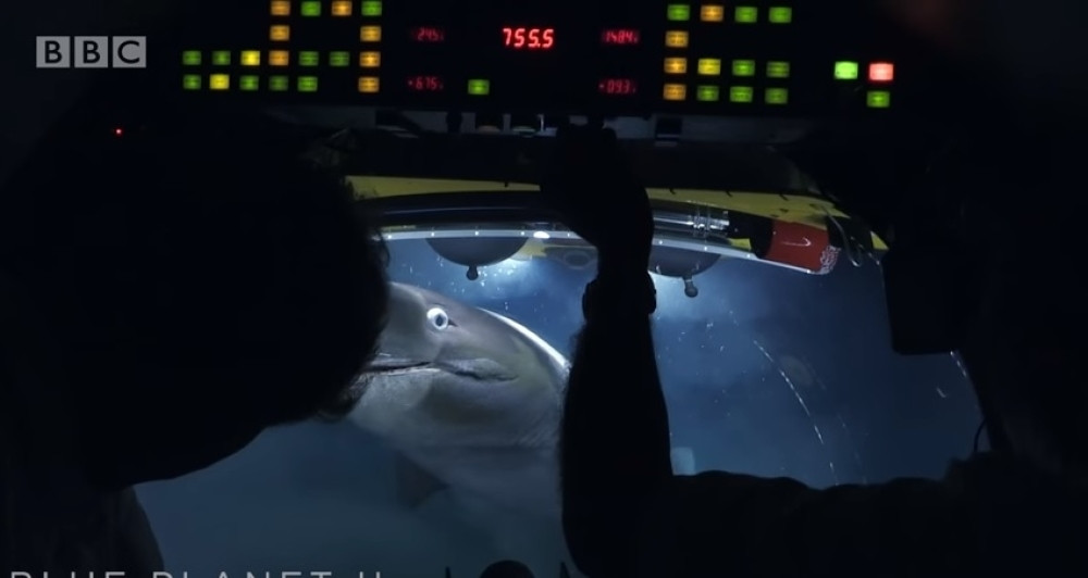 Džinovske ajkule napale podmornicu!