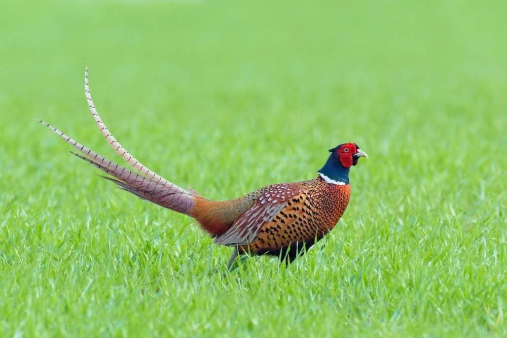 Osuđen zbog brutalnog ubistva 12 fazana