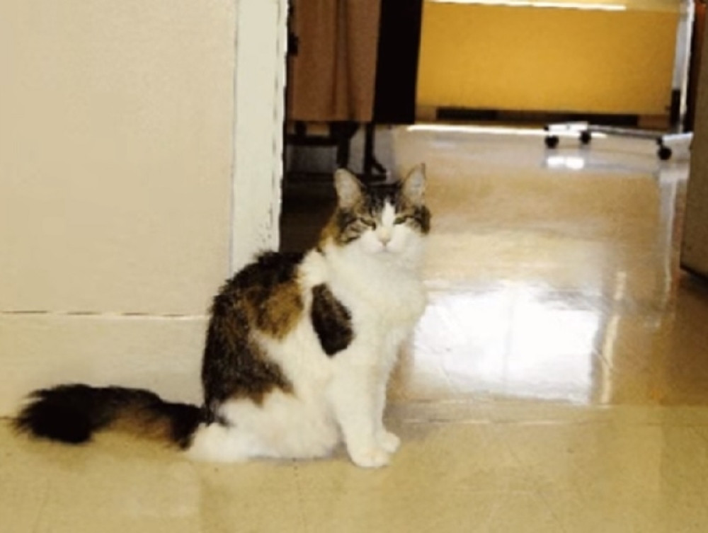 Ako vam ovaj mačak priđe, sigurno umirete!