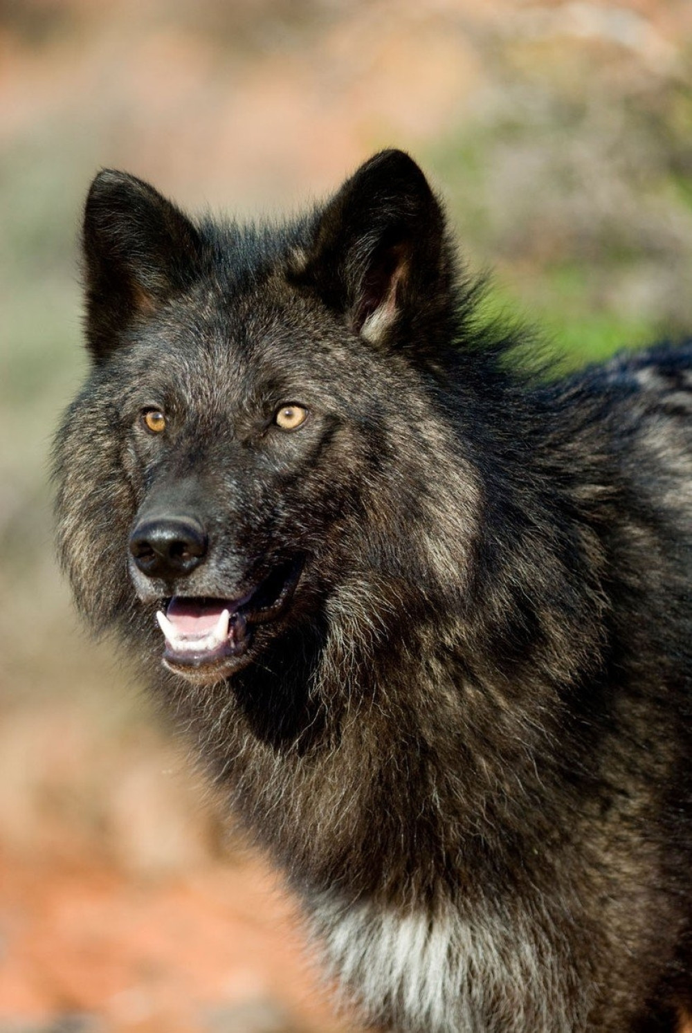 Vukovi kolju stoku na Goliji