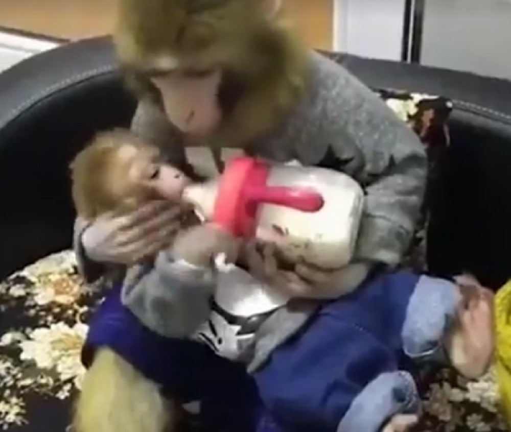 Mama majmun hrani svoju bebu (VIDEO)