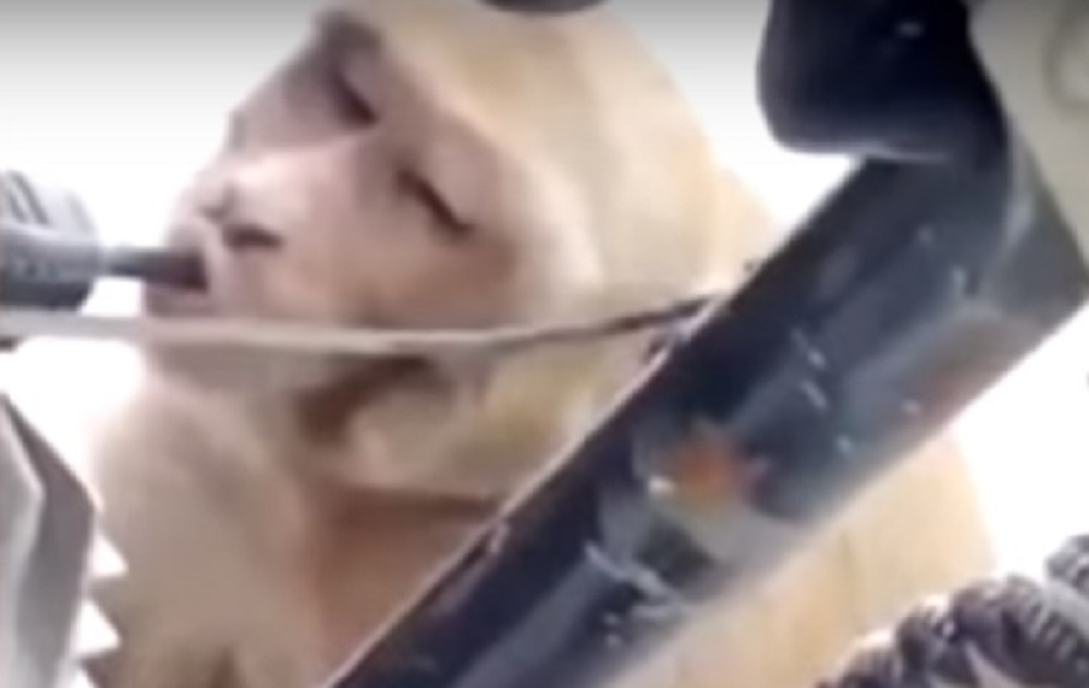 Majmun se "navukao", pa pije benzin!