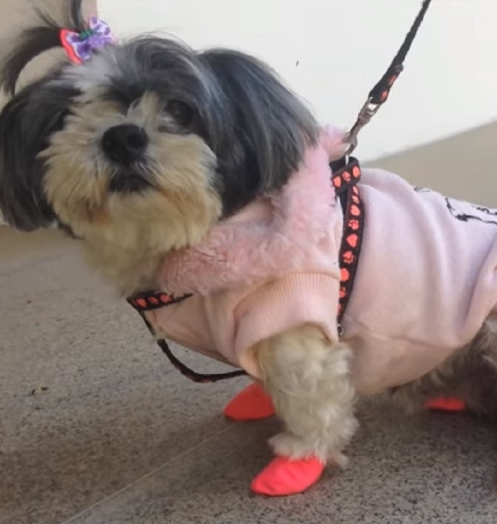 Napravite od balona cipele za ljubimce!