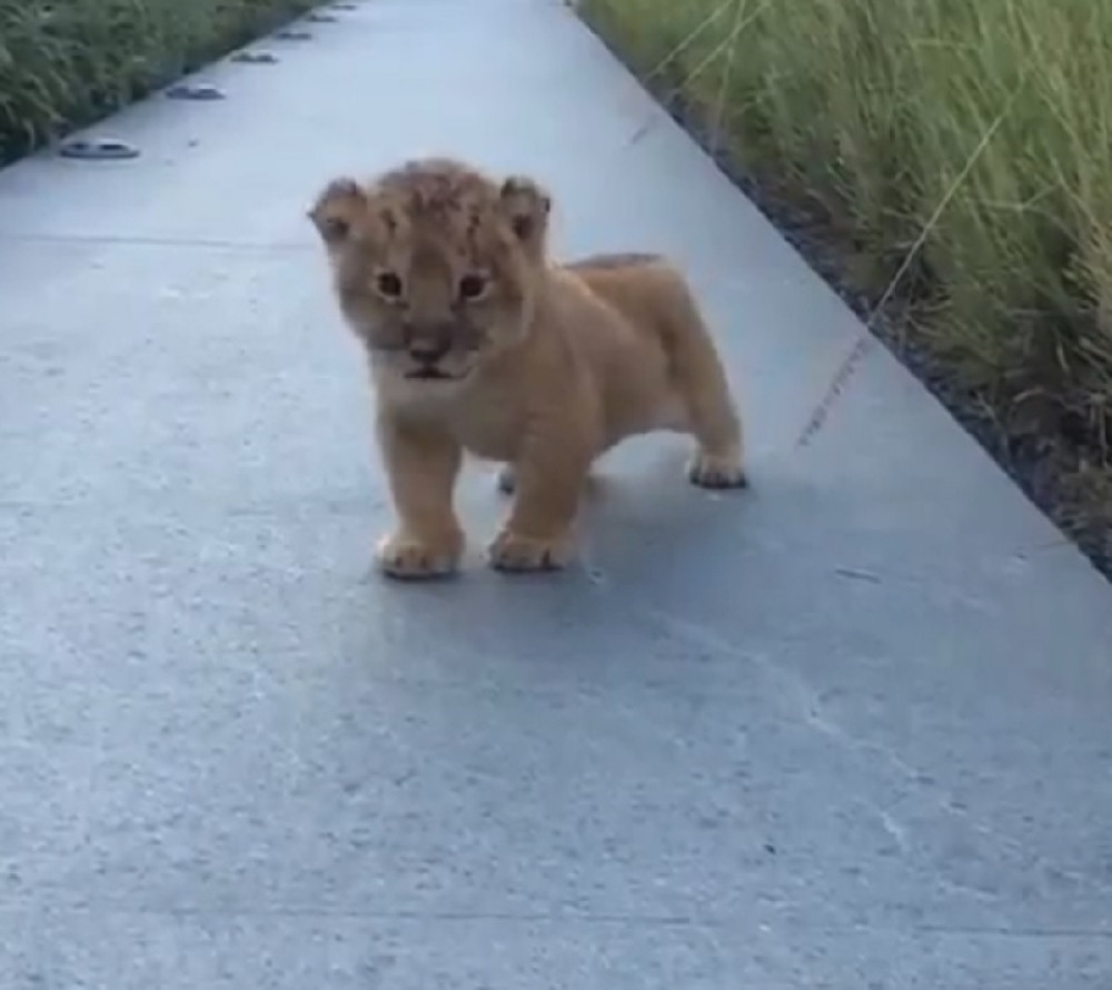 Mali lav uči da riče (VIDEO)