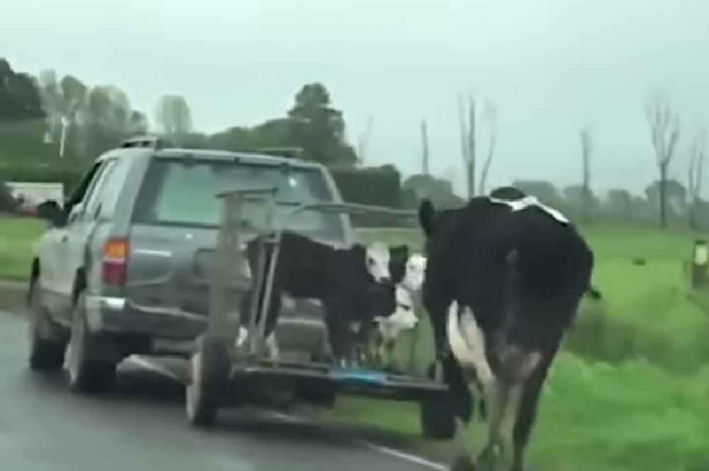 Krava trči za prikolicom dok joj odvode mladunčad