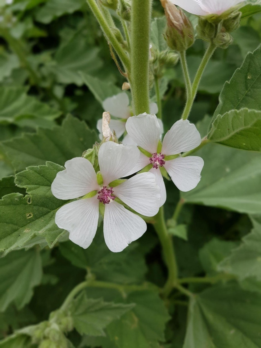 Ova biljka vam može doneti 3.000 evra po jutru