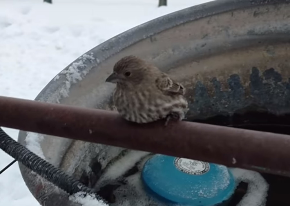 Vozi čovek motor i slučajno naleti na vrapca u letu...