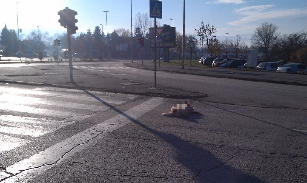 Automobilima gazili mrtvog psa! (FOTO)