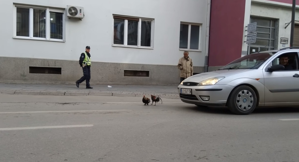Kokoške izazvale kolaps u saobraćaju