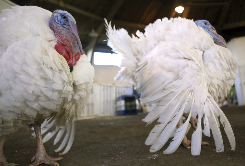 Raduju se najmračnijem danu u istoriji SAD! Ćurka je simbol velikog licemerja! (VIDEO)