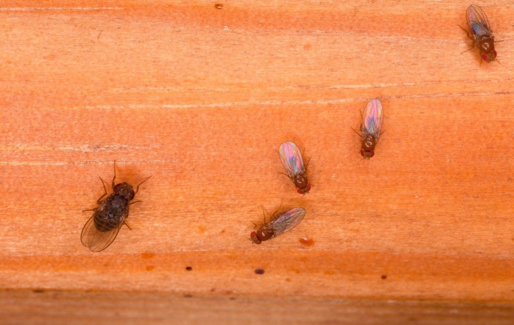 Cela Srbija je pod NAJEZDOM ovog INSEKTA, nemoguće je POBEĆI OD NJIH!