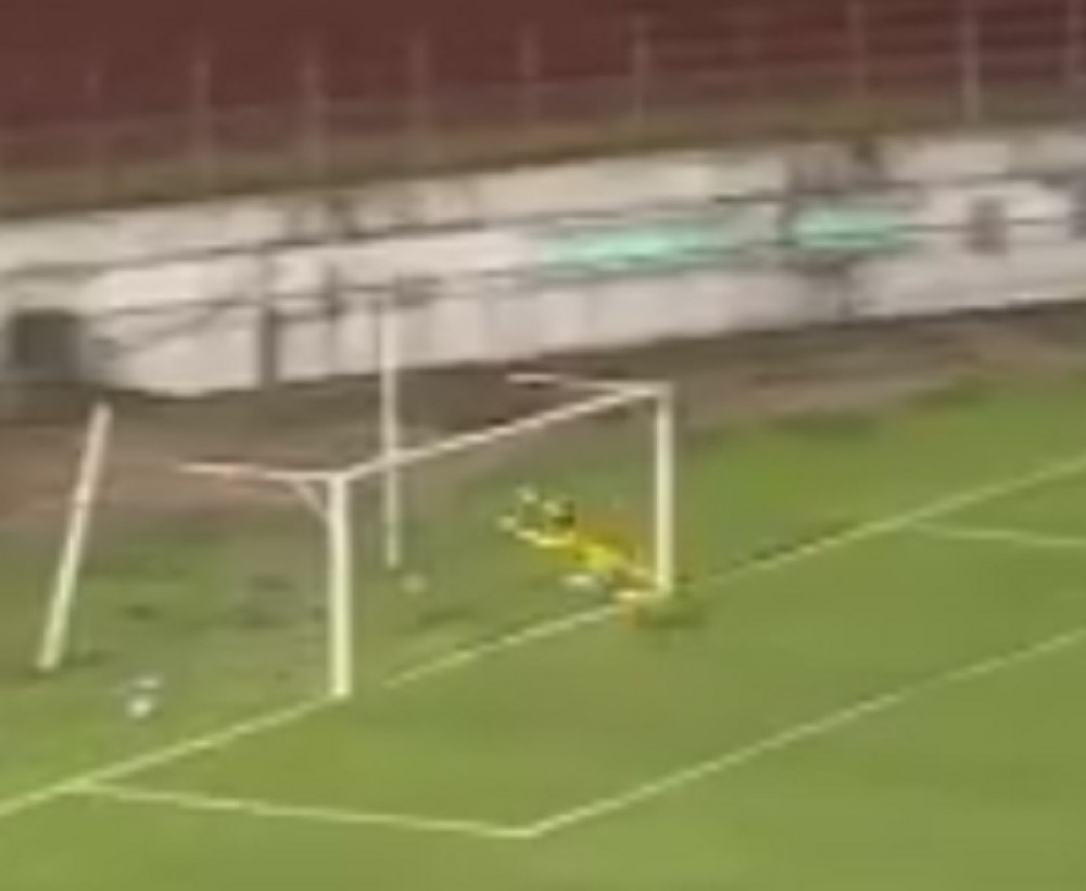 Golčina koja se gleda otvorenih usta (VIDEO)