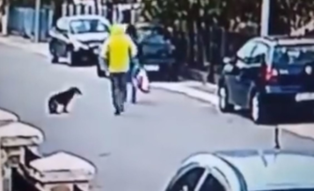 Pas Medo je najveći heroj u Crnoj Gori! (VIDEO+FOTO)