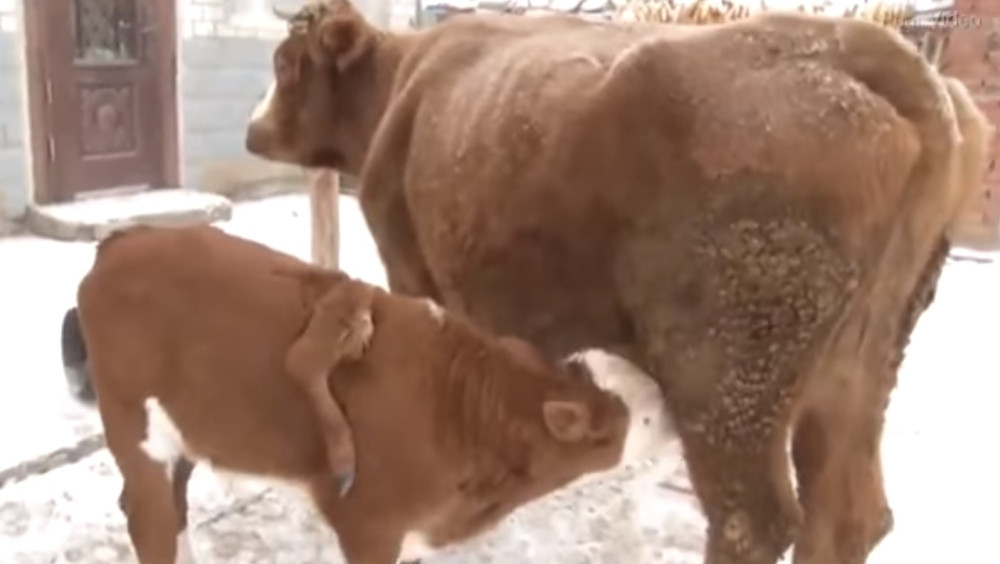 Rodilo se tele sa nogom viška!