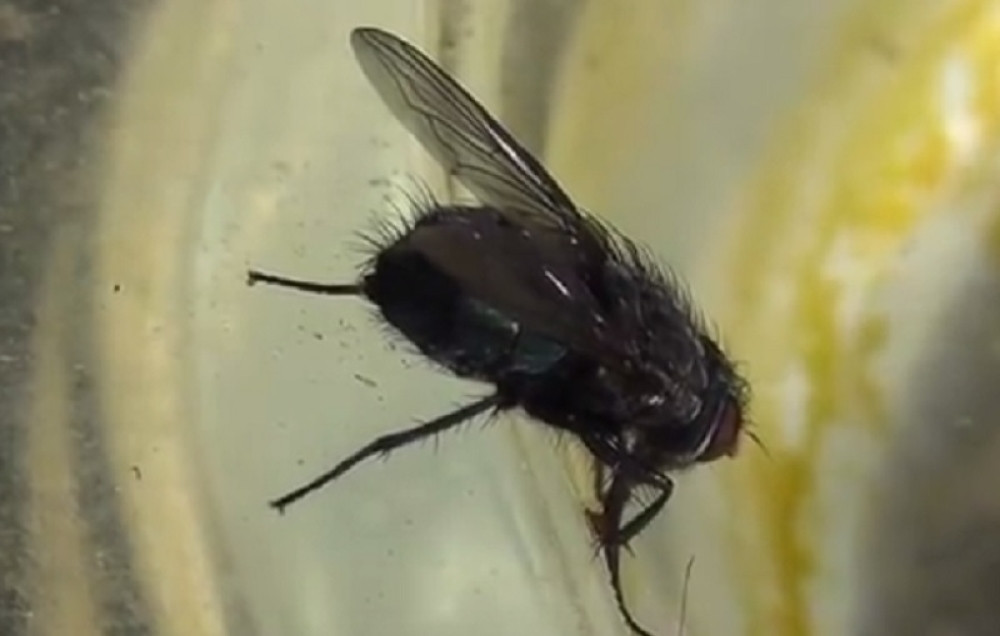 Ubola je muva na ulici u Beogradu, a onda ona napravila NAJVEĆU MOGUĆU GREŠKU!