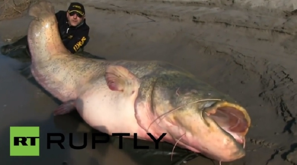 Uhvatili soma od 185 kilograma, a ono što su u njemu našli ih je skamenilo! (VIDEO)