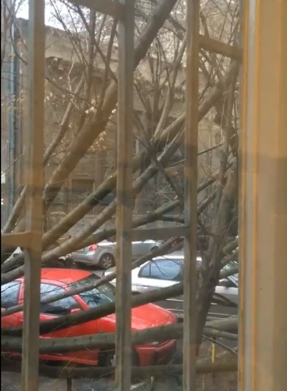 Ako vam stablo padne na automobil, ima rešenja! Oni će vam platiti štetu izazvanu košavom!