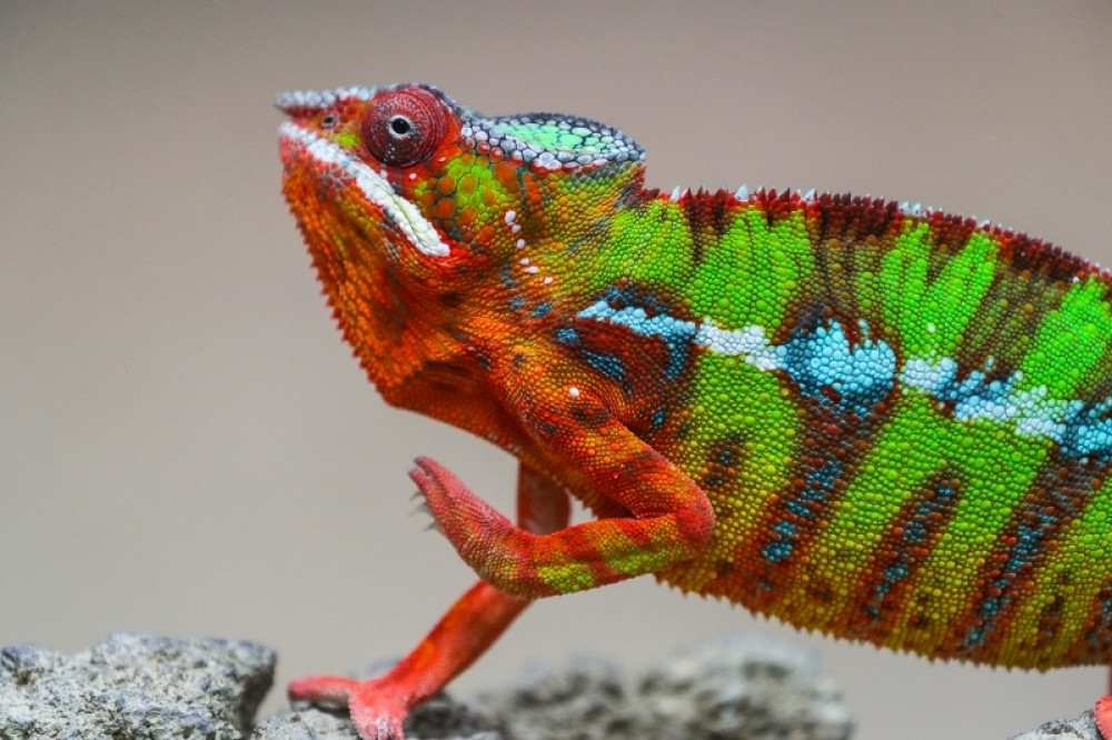 Retka vrsta nakon 100 godina ponovo primećena na Madagaskaru